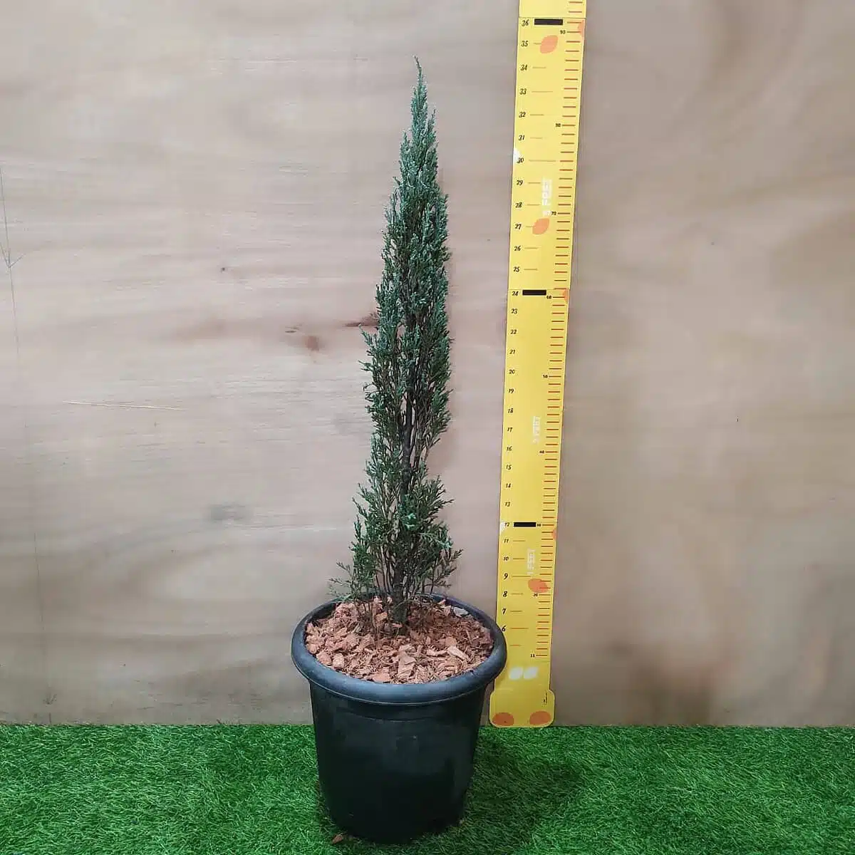 Juniperus scopulorum 'Blue Arrow' Pencil Pine - Image 13