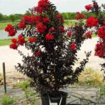 Lagerstroemia/Purush Red (Crepe Myrtle)  Black Diamond