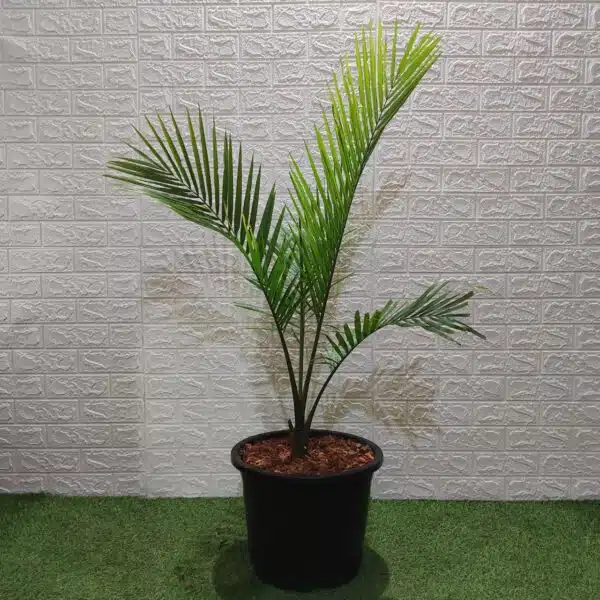 Rexona/Majestic/Majesty Palm (Ravenea Rivularis) XL - Image 4