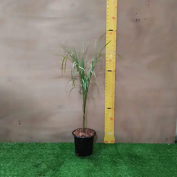 Royal Palm (Roystonea Regia) - Image 2