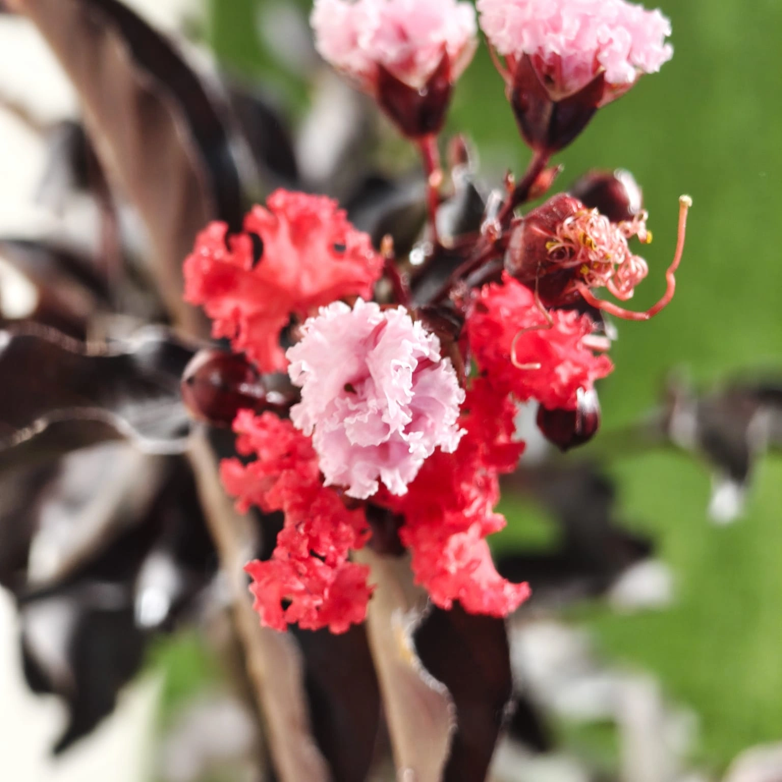 0884da94-cdd8-4f68-bb60-18eea359bab2 Lagerstroemia Black Diamond 'Red' - Image 14