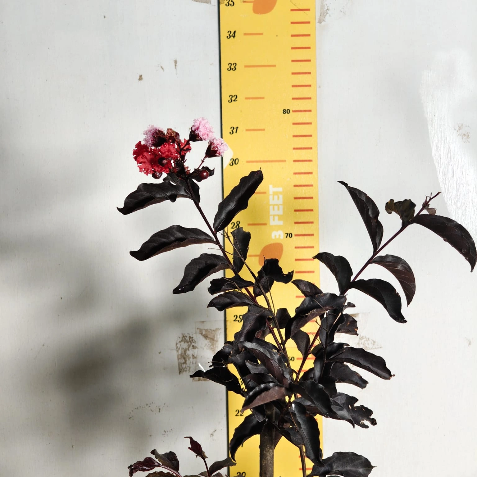 0d0d443b-cb59-4321-8dc8-52ce386e21bc Lagerstroemia Black Diamond 'Red' - Image 4
