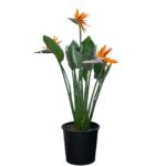 Bird of Paradise Orange (Strelitzia Reginae)