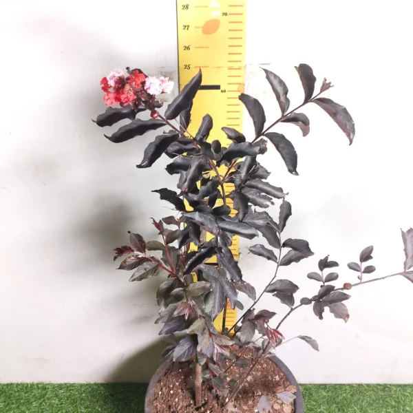 Lagerstroemia Black Diamond 'Red' - Image 9