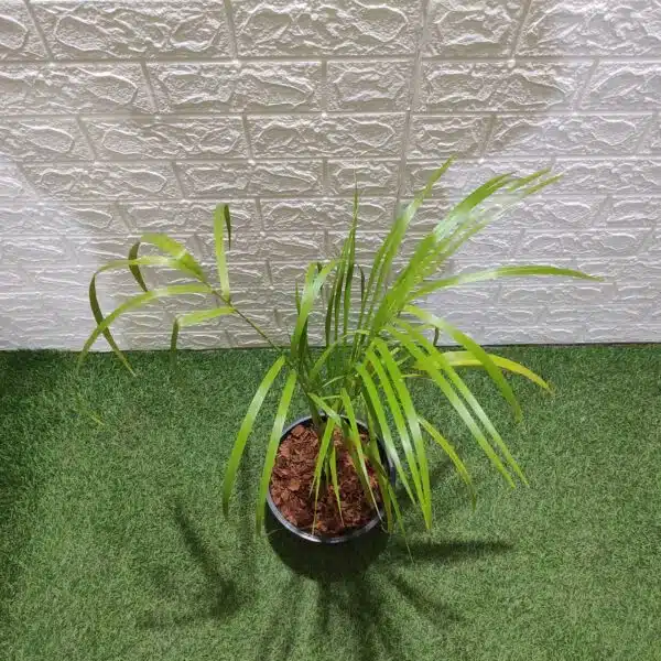 Royal Palm (Roystonea Regia) - Image 6