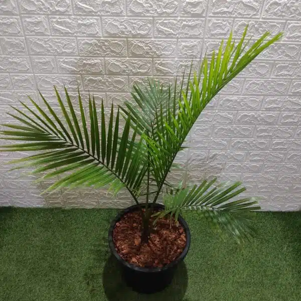 Rexona/Majestic/Majesty Palm (Ravenea Rivularis) XL - Image 3
