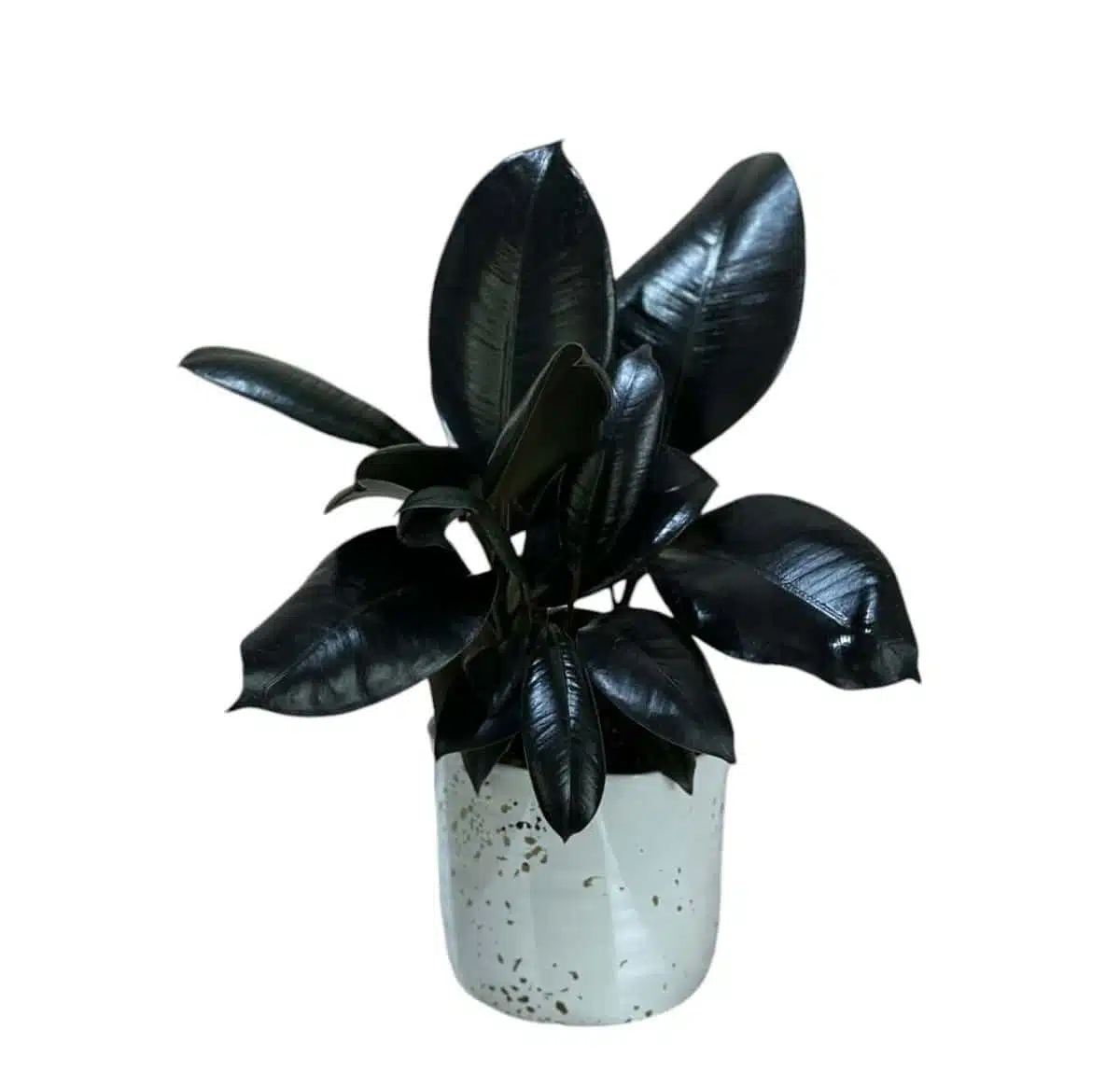 Ficus Elastica Burgundy (Rubra) - Image 3