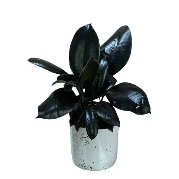 Ficus Elastica Burgundy (Rubra) - Image 3