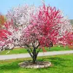 Flowering Peach Versicolour/Peppermint (Prunus Persica 'Magnifica' Peppermint)