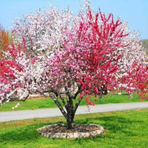 Flowering Peach Versicolour/Peppermint (Prunus Persica ‘Magnifica’ Peppermint)