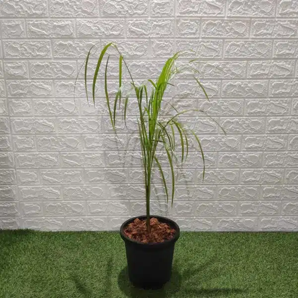 Royal Palm (Roystonea Regia) - Image 7