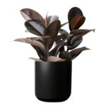 Ficus Elastica Burgundy (Rubber tree)