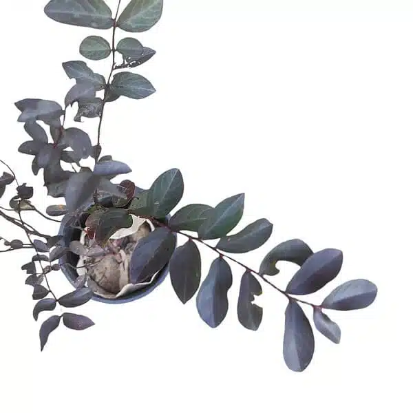 Lagerstroemia/Purush Red Dwarf (Crepe Myrtle)  Black Diamond - Image 2