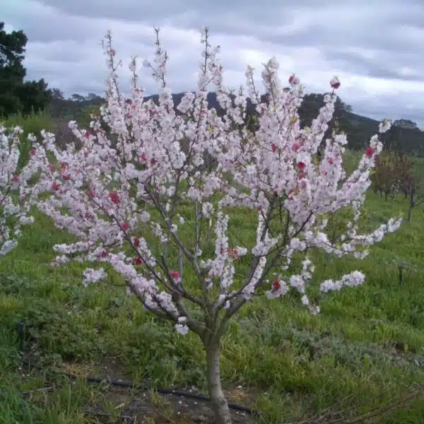 Flowering Peach Versicolour/Peppermint (Prunus Persica 'Magnifica' Peppermint) - Image 9