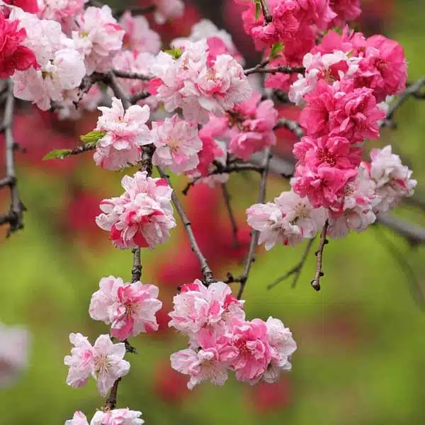 Flowering Peach Versicolour/Peppermint (Prunus Persica 'Magnifica' Peppermint) - Image 8