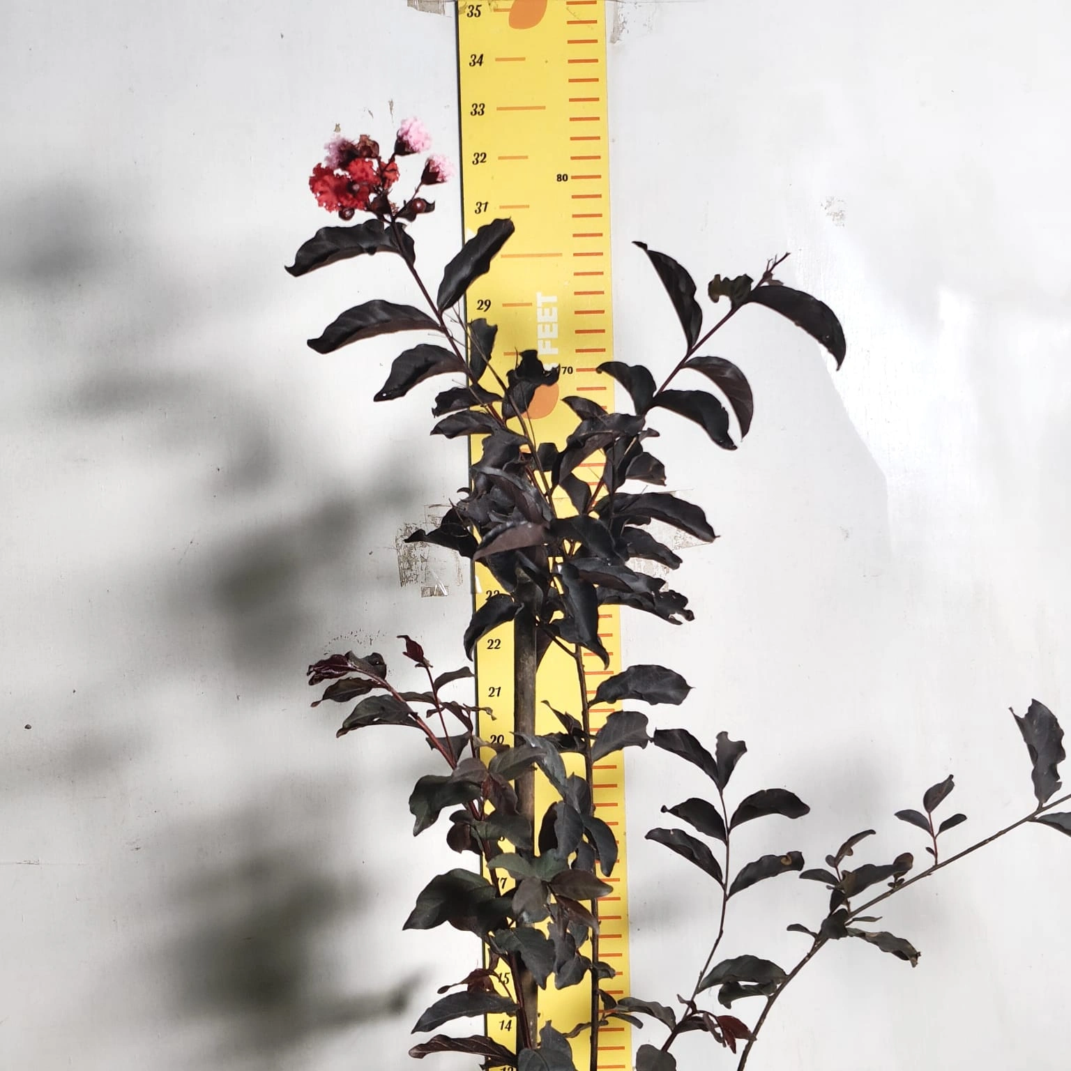 50aa1465-d0d1-43cc-868d-aab70cd3edf2 Lagerstroemia Black Diamond 'Red' - Image 3
