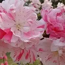 Flowering Peach Versicolour/Peppermint (Prunus Persica 'Magnifica' Peppermint) - Image 7