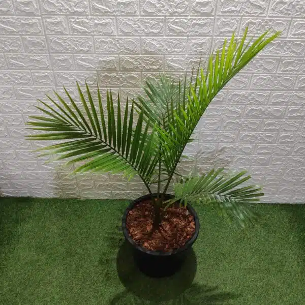 Rexona/Majestic/Majesty Palm (Ravenea Rivularis) XL - Image 5