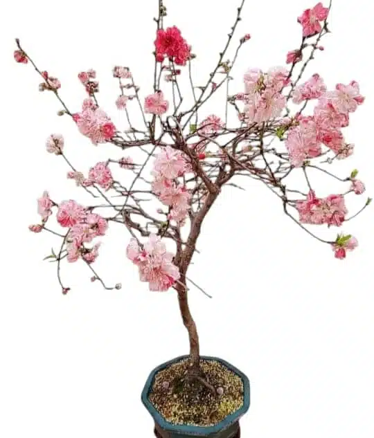 Flowering Peach Versicolour/Peppermint (Prunus Persica 'Magnifica' Peppermint) - Image 10