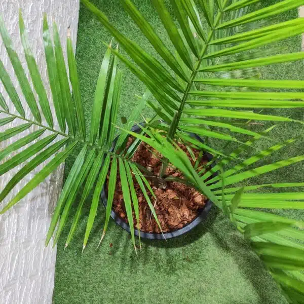 Rexona/Majestic/Majesty Palm (Ravenea Rivularis) XL - Image 6