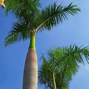 Royal Palm (Roystonea Regia) - Image 9