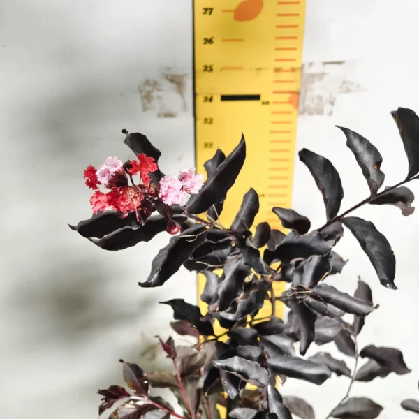 Lagerstroemia Black Diamond 'Red' - Image 11