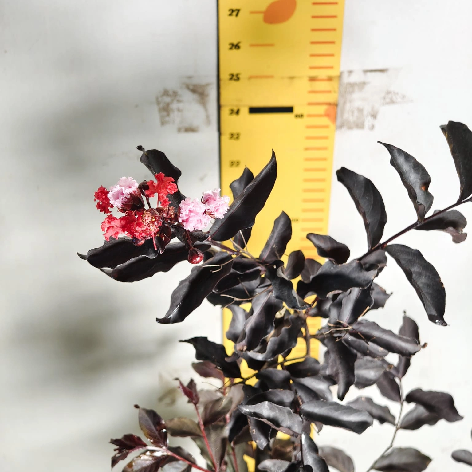 a247f290-fc3b-4b03-a924-f8bc71fd06e3 Lagerstroemia Black Diamond 'Red' - Image 11