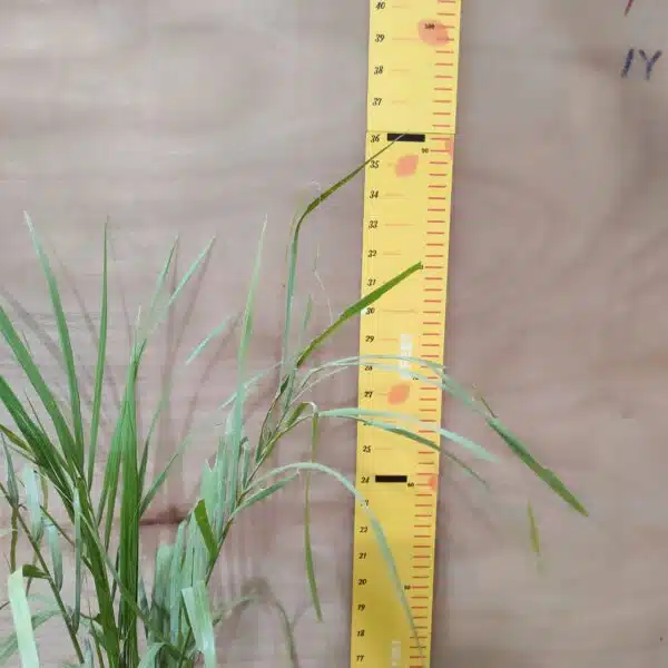 Royal Palm (Roystonea Regia) - Image 4