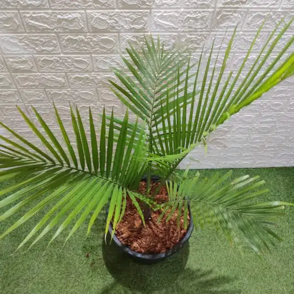 Rexona/Majestic/Majesty Palm (Ravenea Rivularis) XL - Image 7