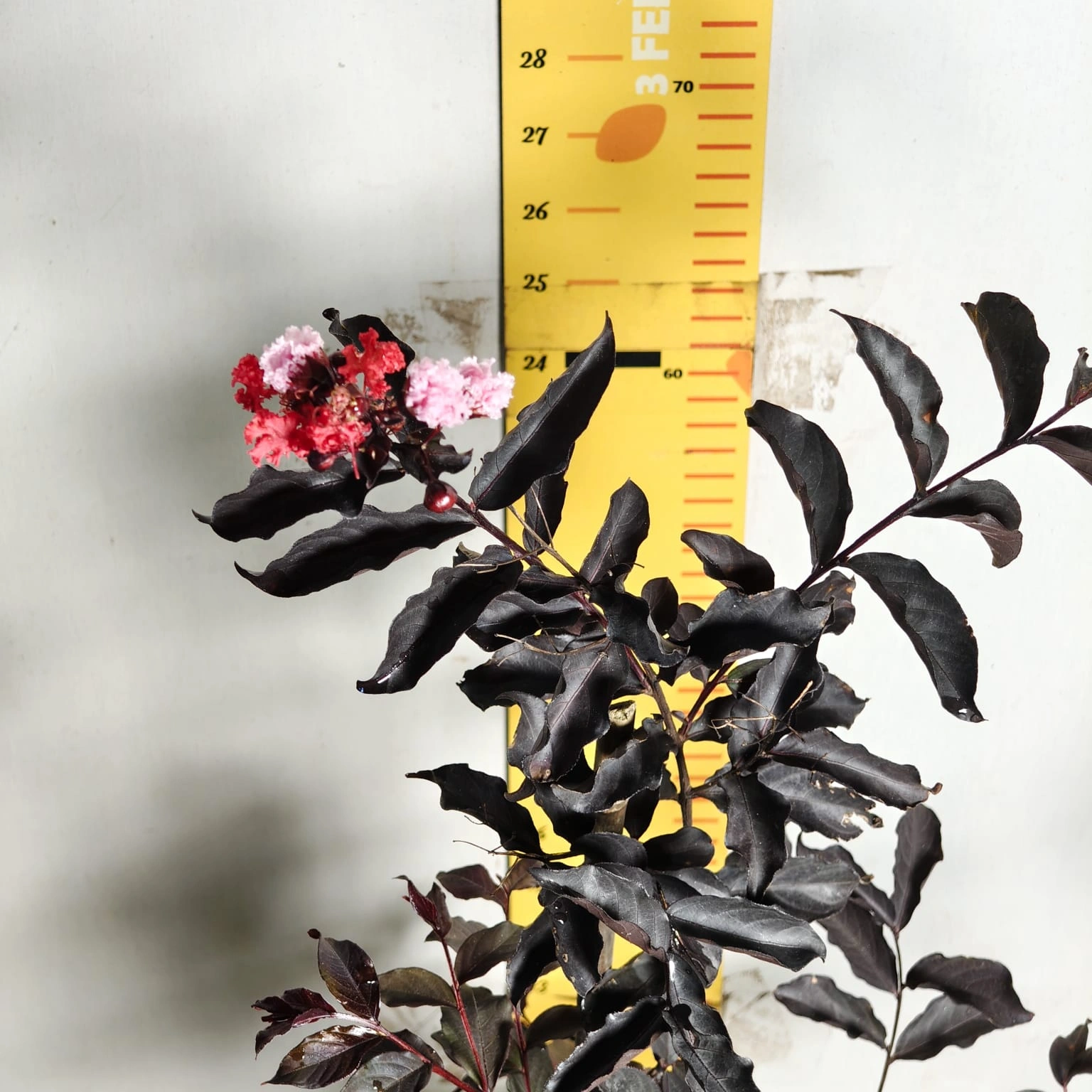 b54b56e6-ccb8-4424-a79f-c68c8df4e020 Lagerstroemia Black Diamond 'Red' - Image 10
