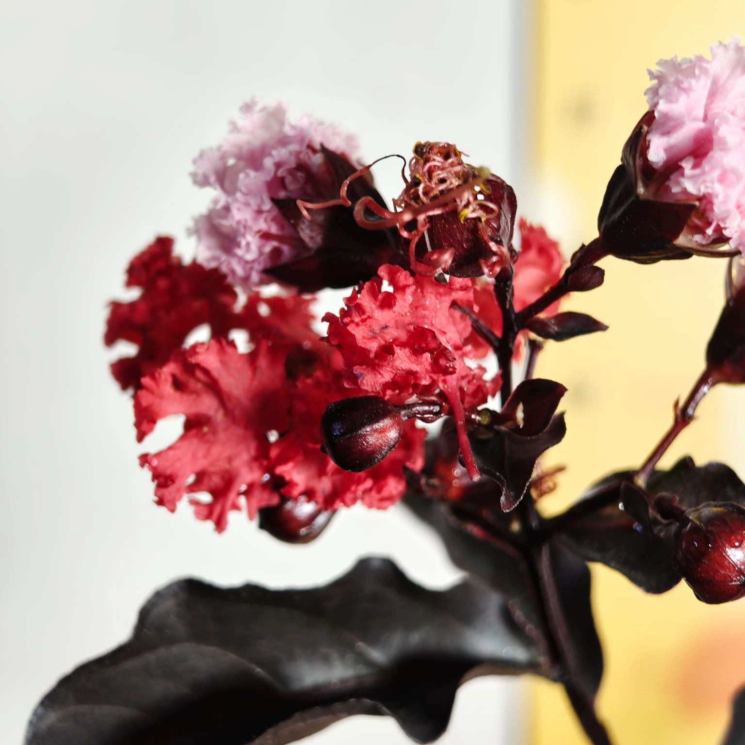 b7999908-1459-48ec-91aa-a24c7195bd96 Lagerstroemia Black Diamond 'Red' - Image 7