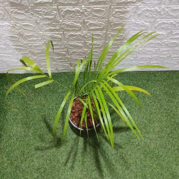 Royal Palm (Roystonea Regia) - Image 8