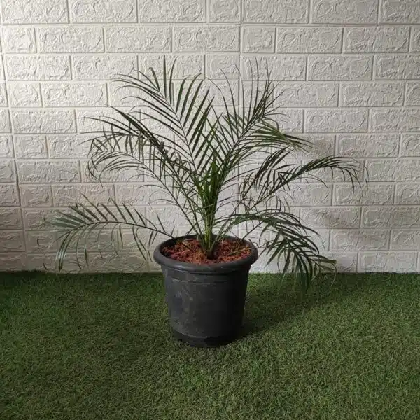 Phoenix Roebelenii (Dwarf Date Palm) XL - Image 2