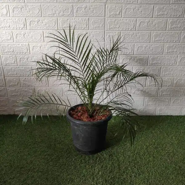 Phoenix Roebelenii (Dwarf Date Palm) XL - Image 4