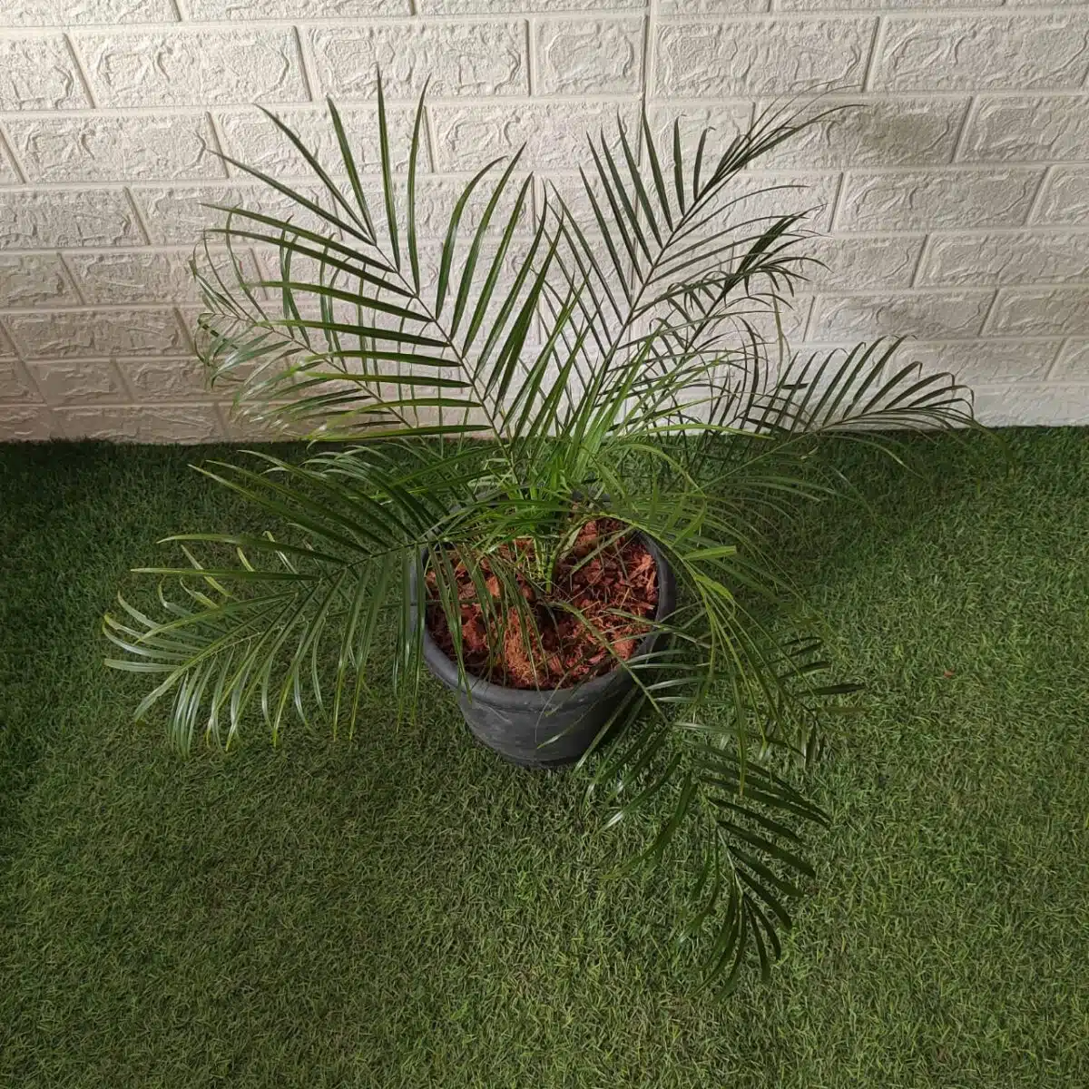 Phoenix Roebelenii (Dwarf Date Palm) XL - Image 3
