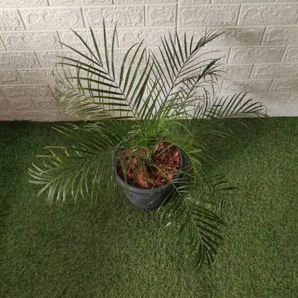 Phoenix Roebelenii (Dwarf Date Palm) XL - Image 3