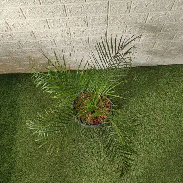 Phoenix Roebelenii (Dwarf Date Palm) XL - Image 5