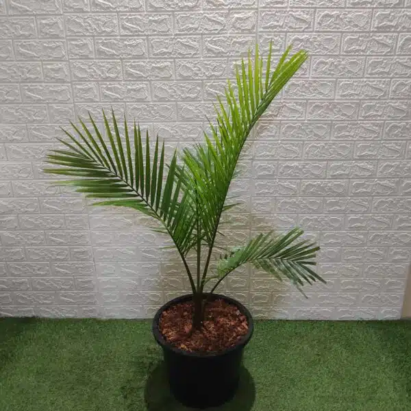 Rexona/Majestic/Majesty Palm (Ravenea Rivularis) XL - Image 2