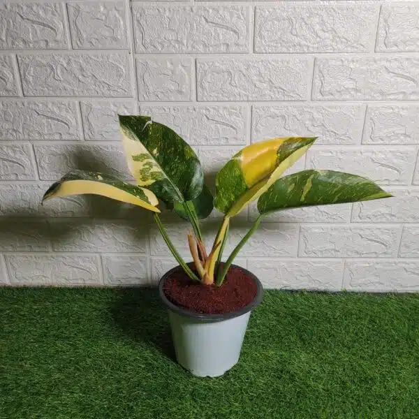 Philodendron Green Congo Variegated Hybird - Image 2