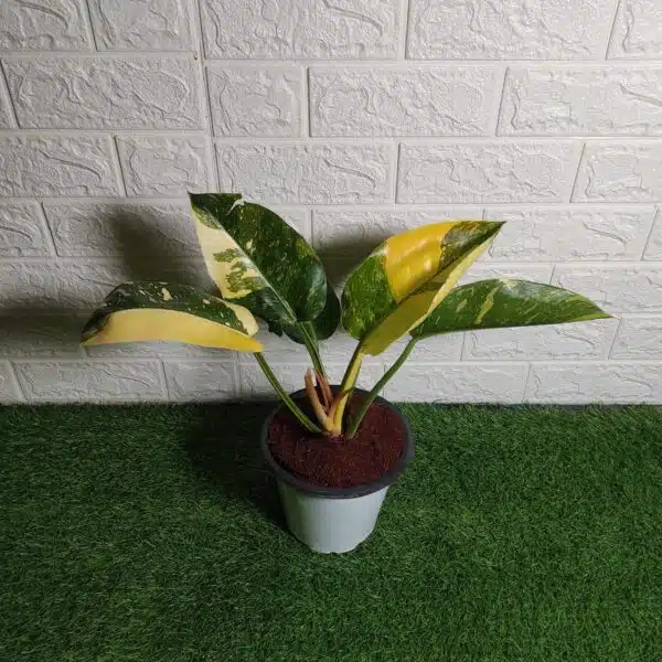 Philodendron Green Congo Variegated Hybird - Image 3