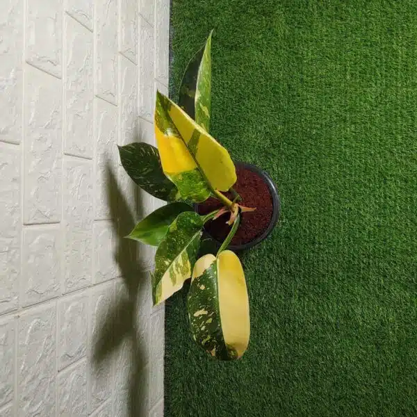 Philodendron Green Congo Variegated Hybird - Image 4