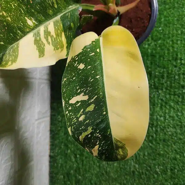 Philodendron Green Congo Variegated Hybird - Image 5