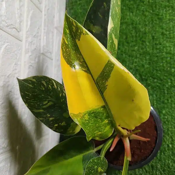 Philodendron Green Congo Variegated Hybird - Image 6