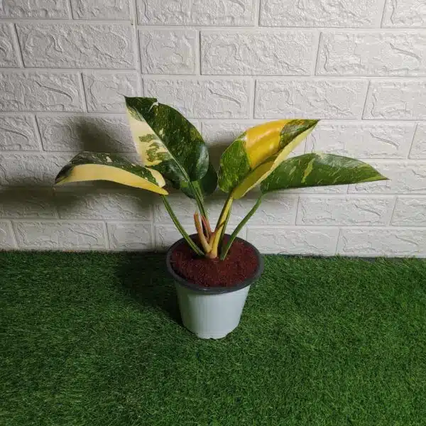 Philodendron Green Congo Variegated Hybird - Image 7