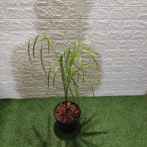 Royal Palm (Roystonea Regia) - Image 5