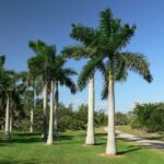 Royal Palm (Roystonea Regia)