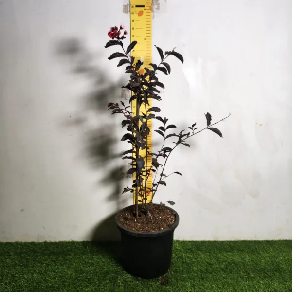 Lagerstroemia Black Diamond 'Red' - Image 2
