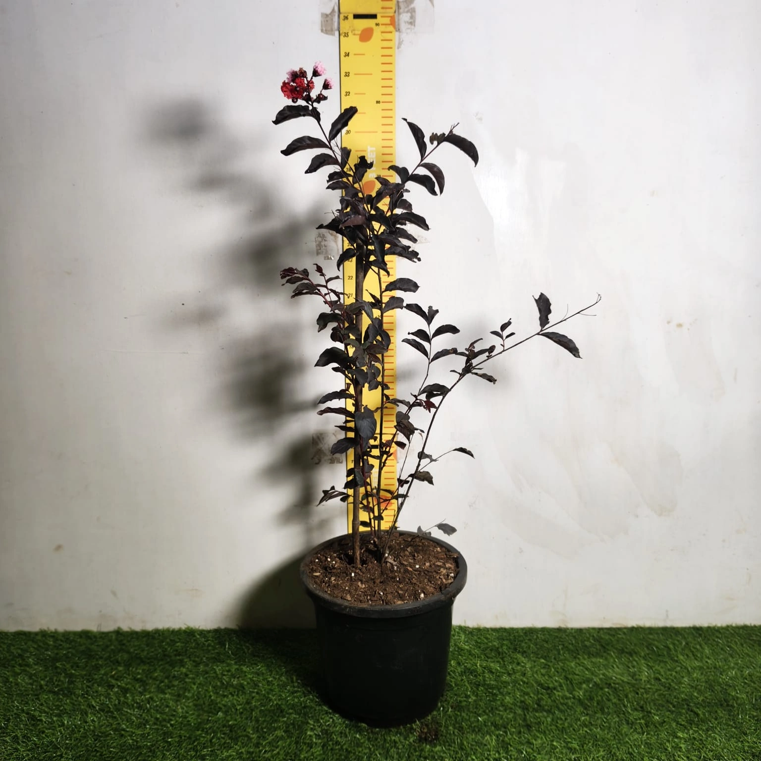 df04dc5e-94f3-4f0f-9578-502d2ea5f6cc Lagerstroemia Black Diamond 'Red' - Image 2