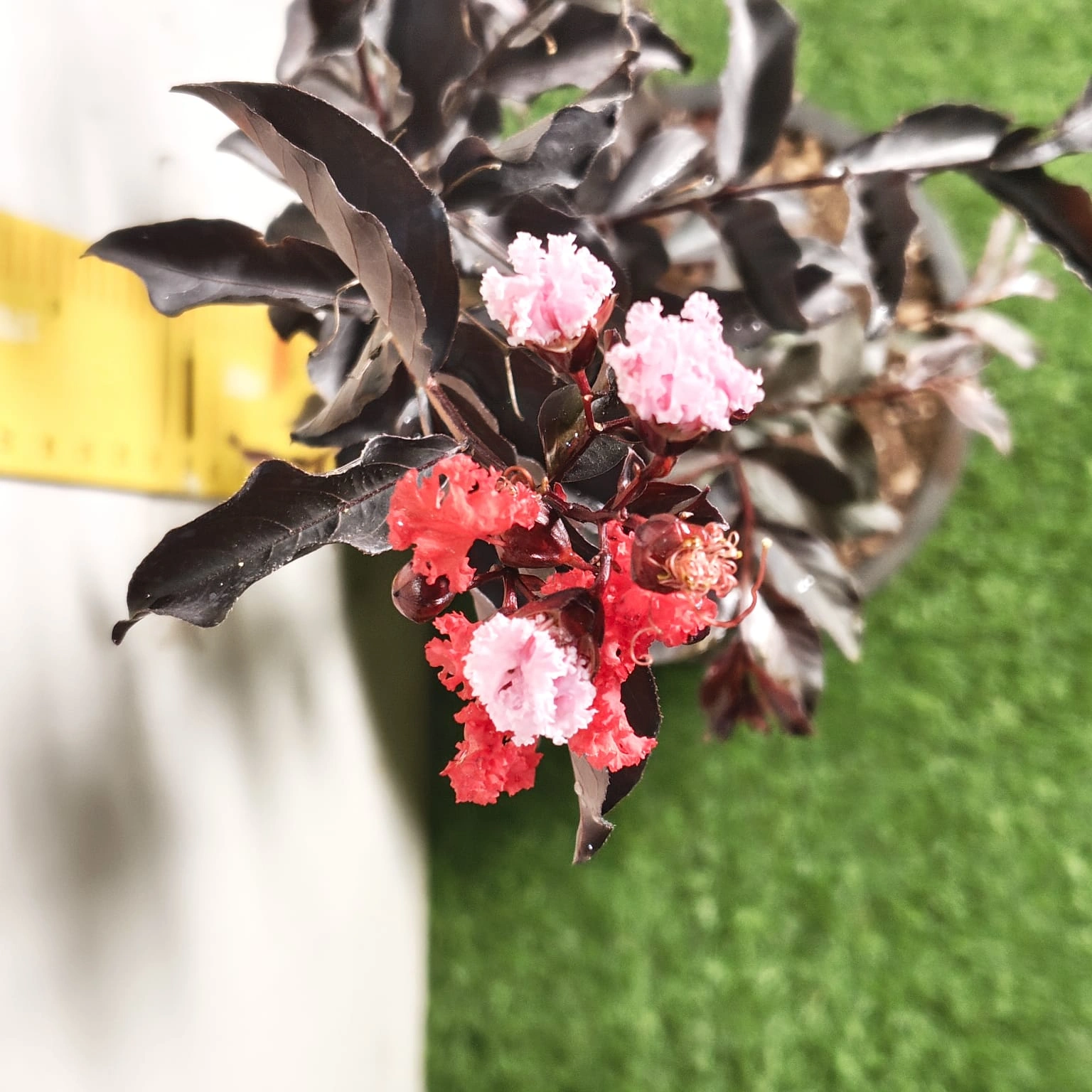 e885b3cc-1daf-4298-b01c-971edcba30b4 Lagerstroemia Black Diamond 'Red' - Image 13
