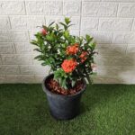 Ixora Dwarf Thai (Orange)